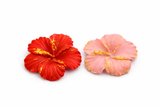 Hibiscus Flower Silicone Mold